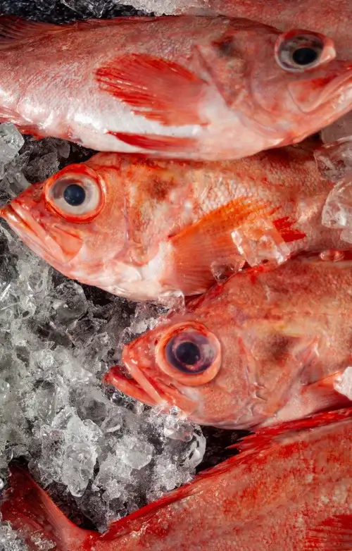 Acadian Redfish on ice