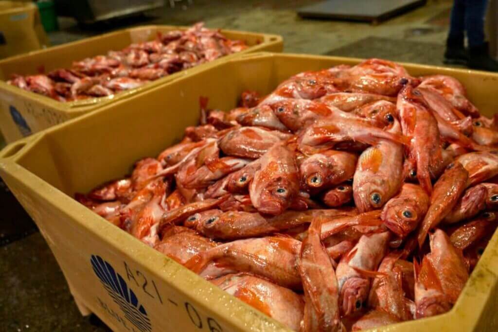Acadian redfish in a crate