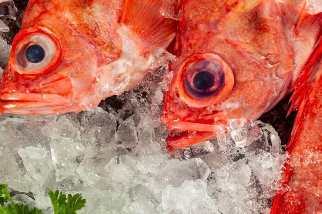 Acadian redfish up close