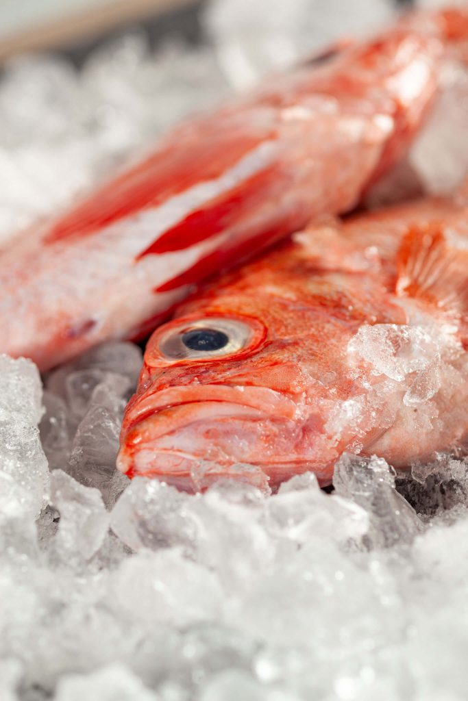 Acadian Redfish on ice
