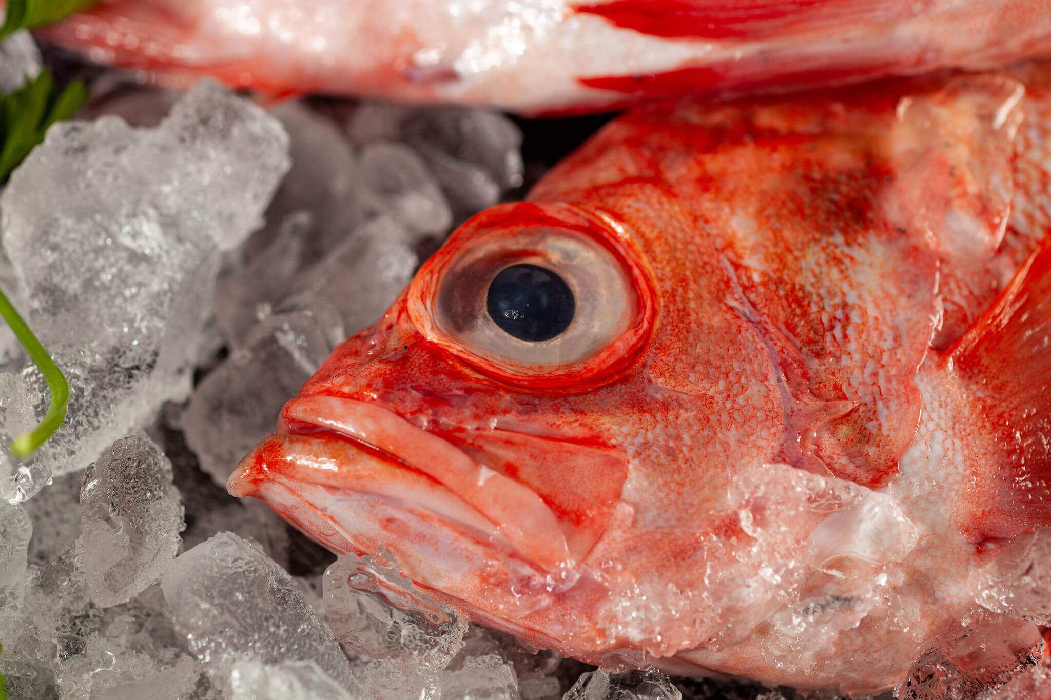 Acadian Redfish on ice close up