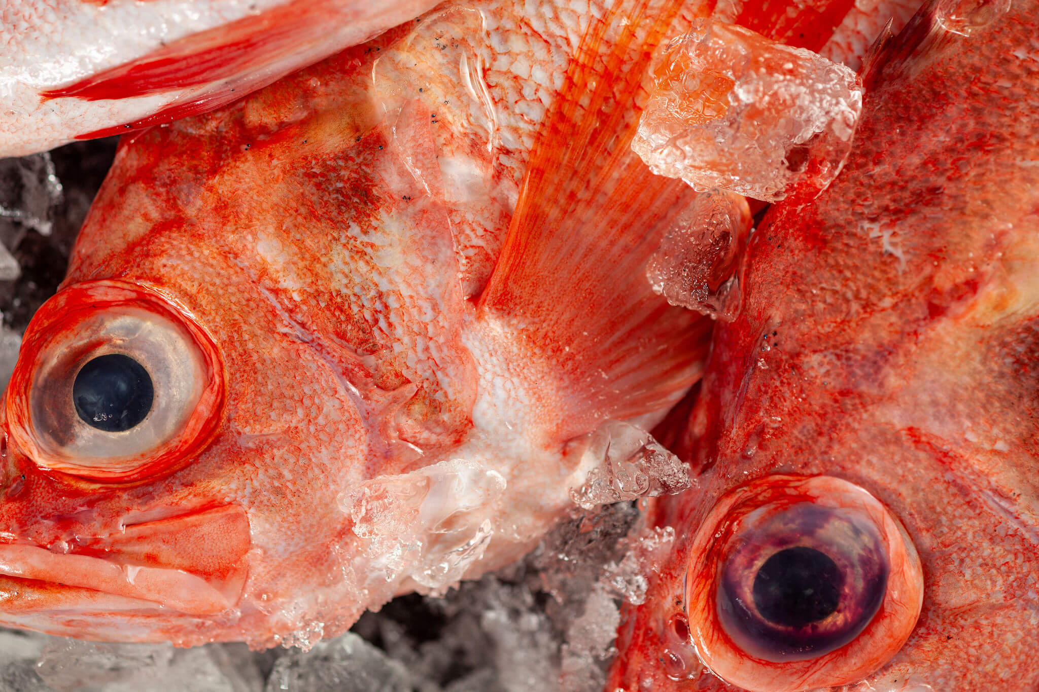 Acadian Redfish on ice close up