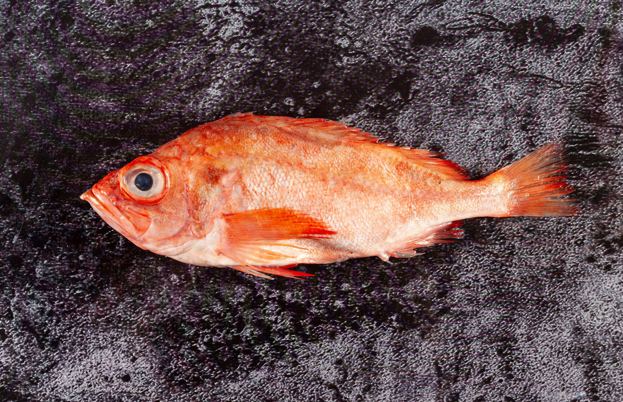 Acadian Redfish
