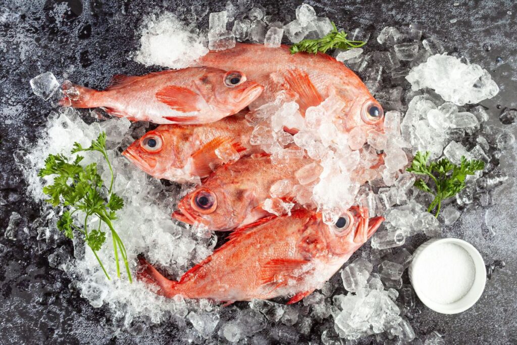 Acadian redfish on ice