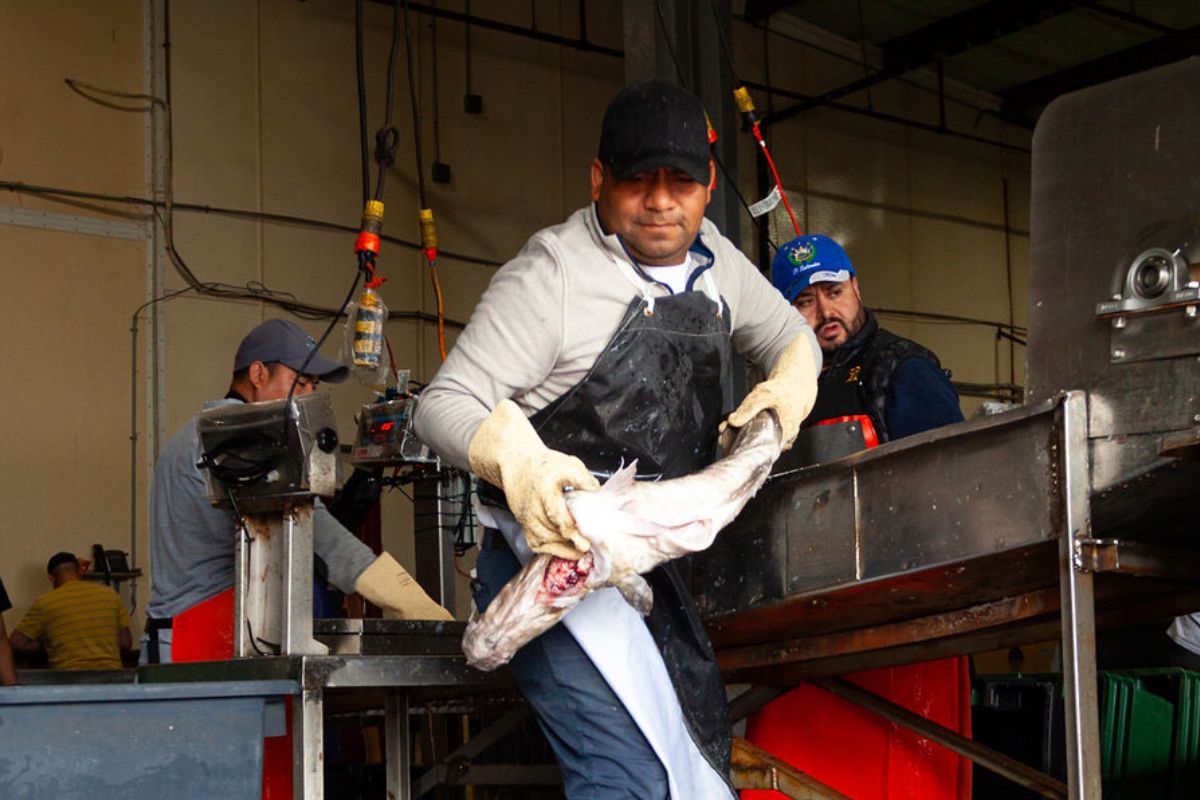 Canastra Fishing Company employee offloading domestic seafood from a commercial fishing vessel at the dock