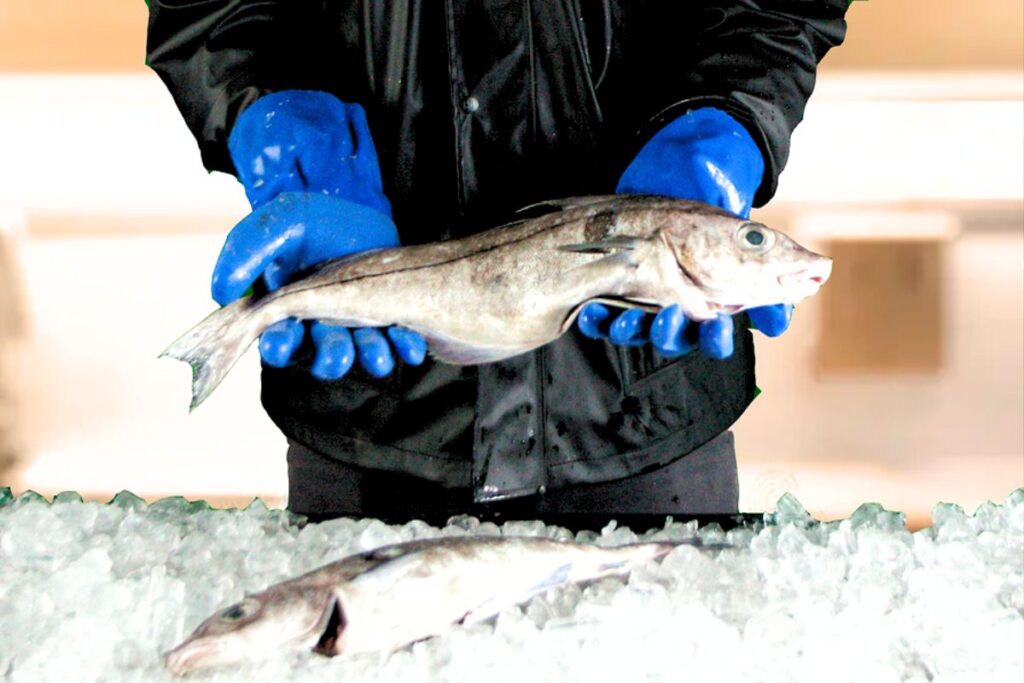 Why domestic seafood creates a more reliable supply chain