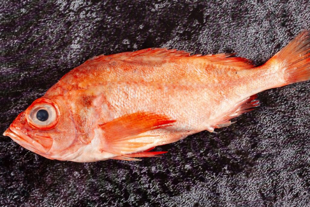 Fresh Acadian redfish