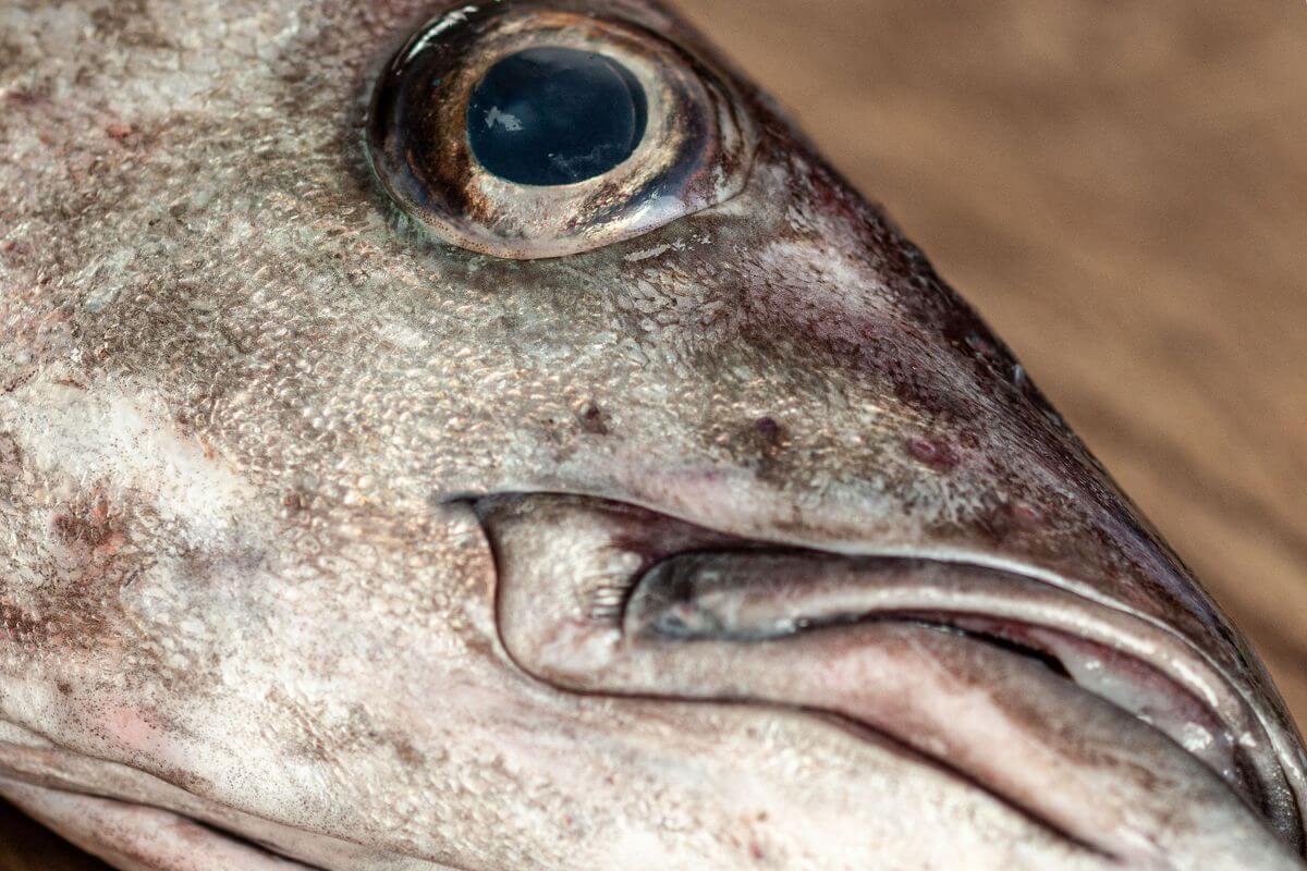 Wholesale Pollock Supplier | Canastra Fishing Company