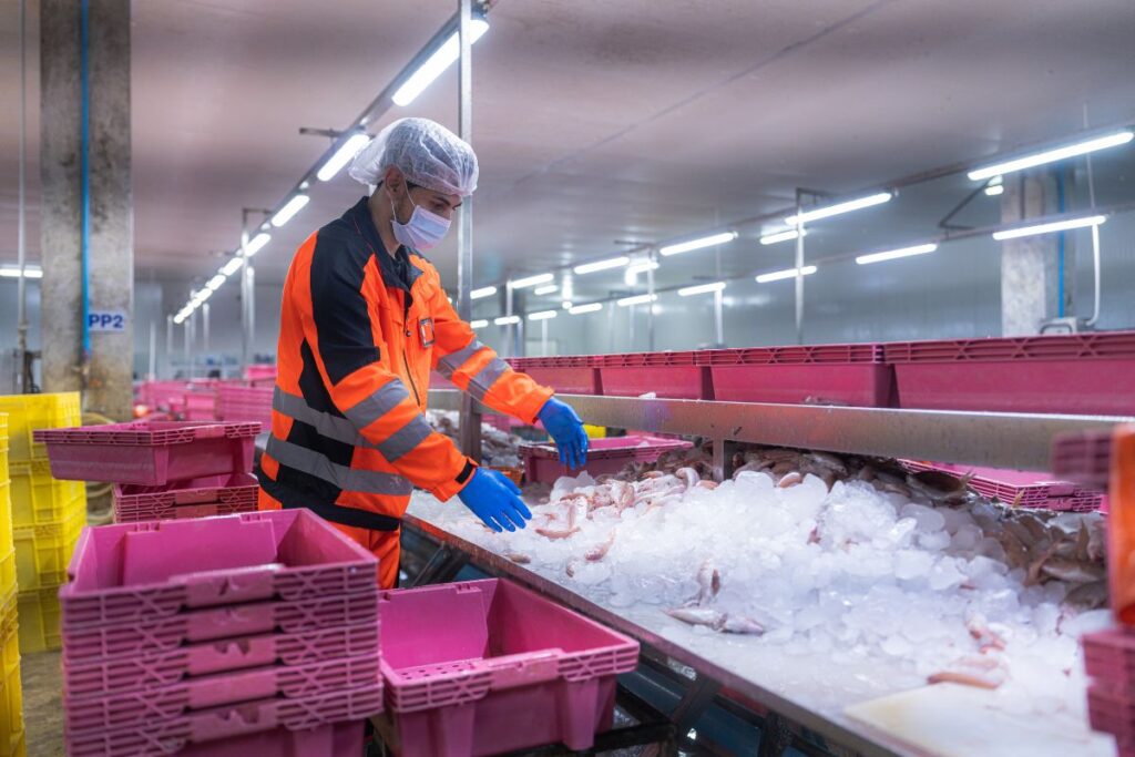 Workers lift fresh whitefish and seafood during handling and sorting for whitefish wholesale distribution
