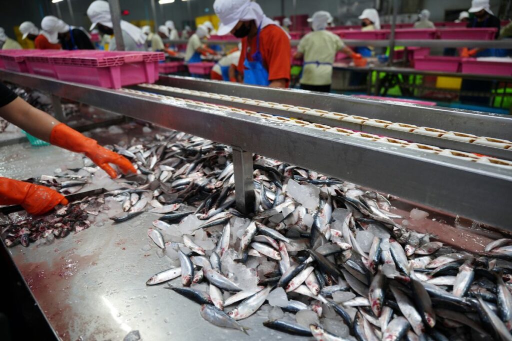 Workers process freshly caught whitefish for wholesale distribution inside a busy seafood facility