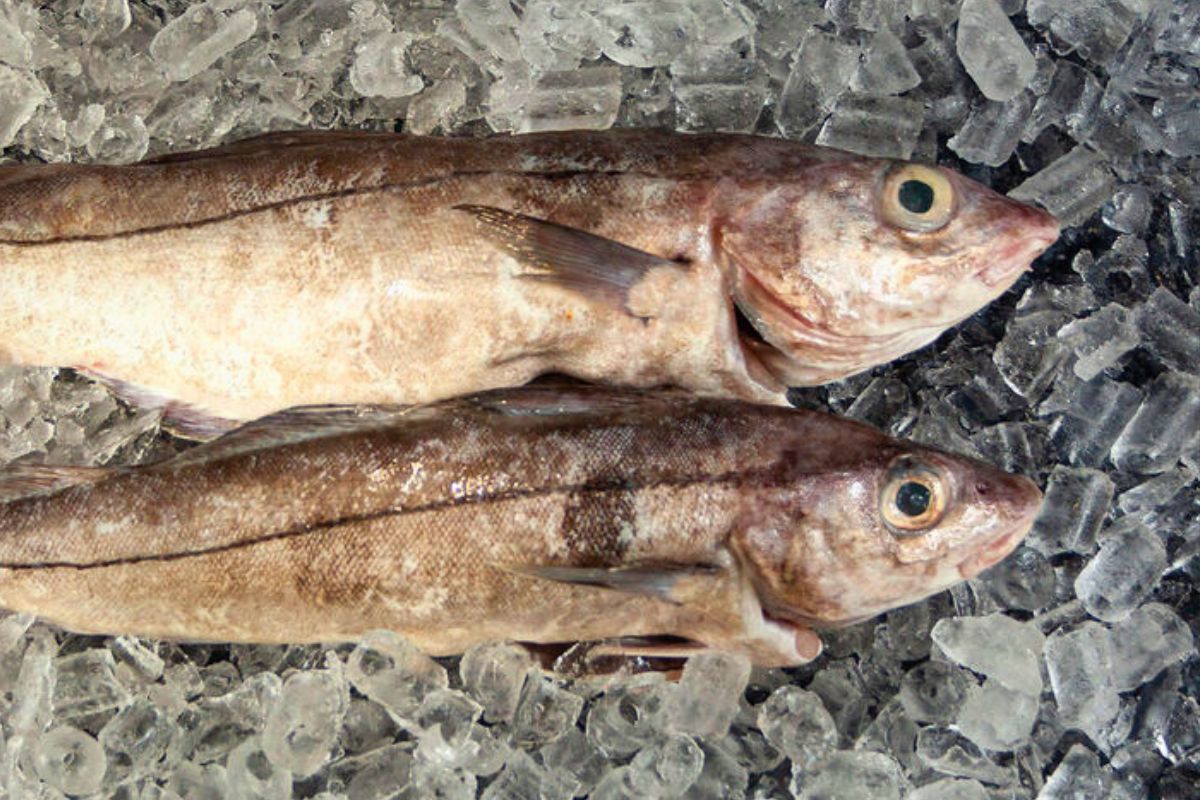 Haddock vs cod: Key differences buyers need to know - Canastra Fishing Co.