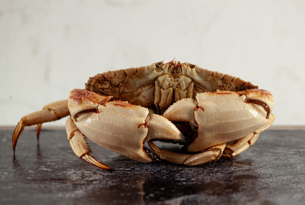 JonahCrab_BigOcean_KellySmithStudios--28