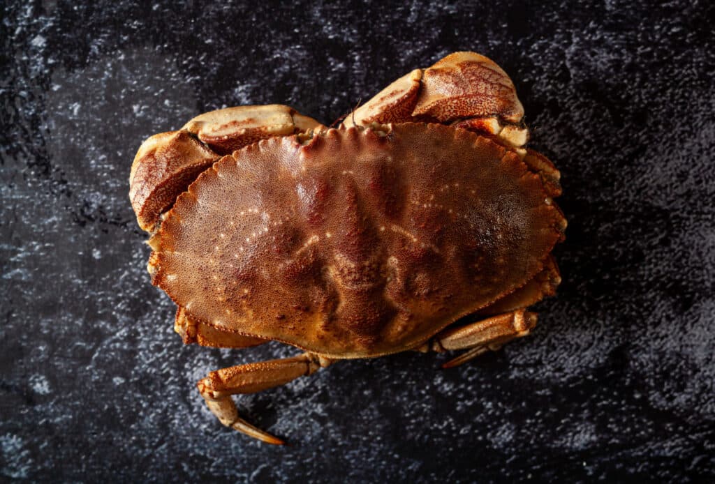 JonahCrab_BigOcean_KellySmithStudios-8116