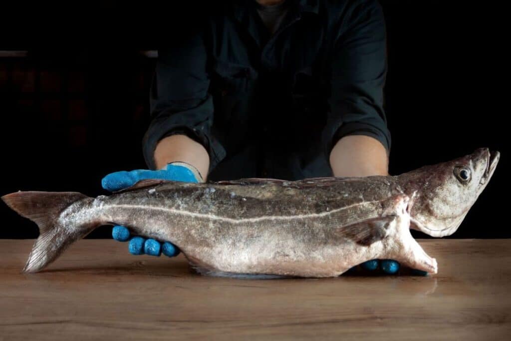 Man holding Atlantic pollock