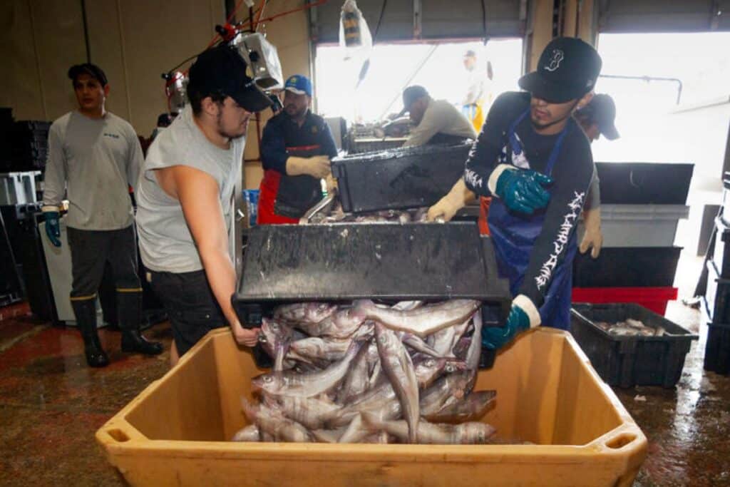 Men unloading fish