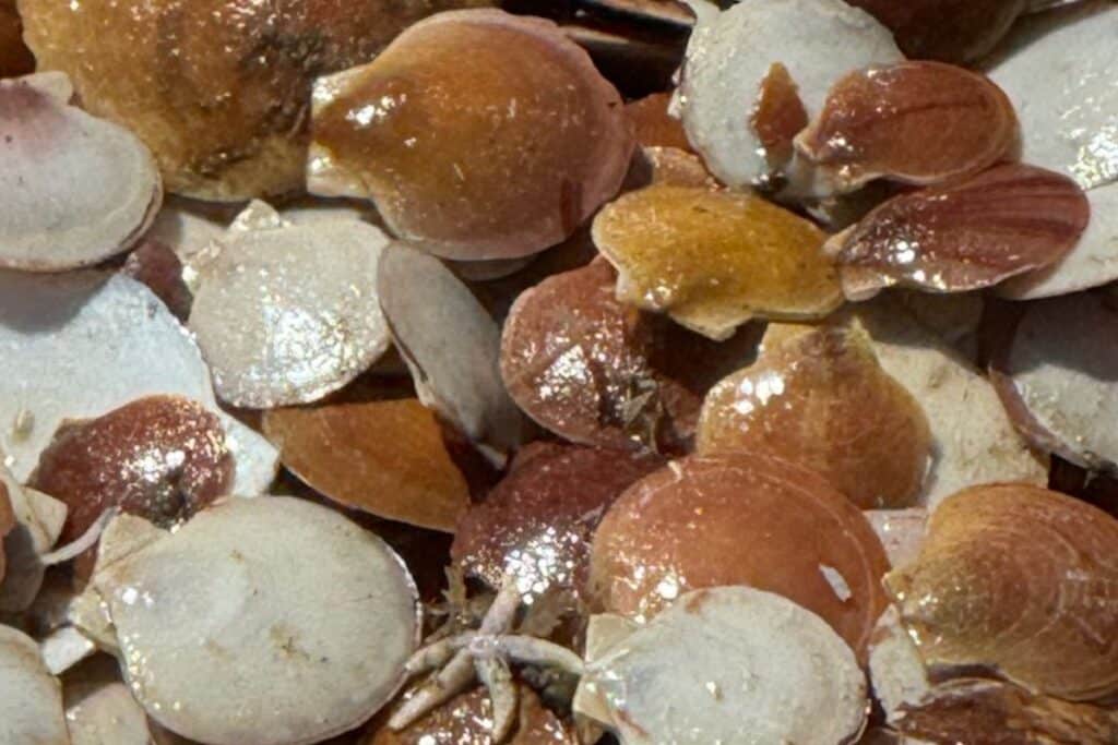 Pile of oyster shells