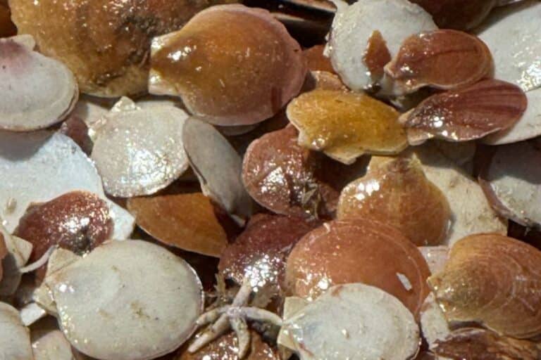 Pile of oyster shells