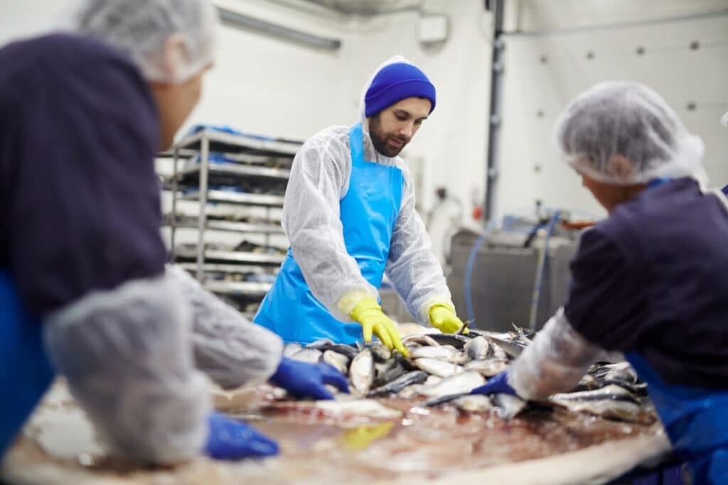 Workers processing fish in an industrial setting