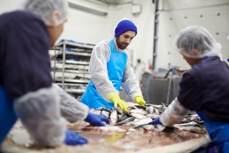 Workers processing fish in an industrial setting