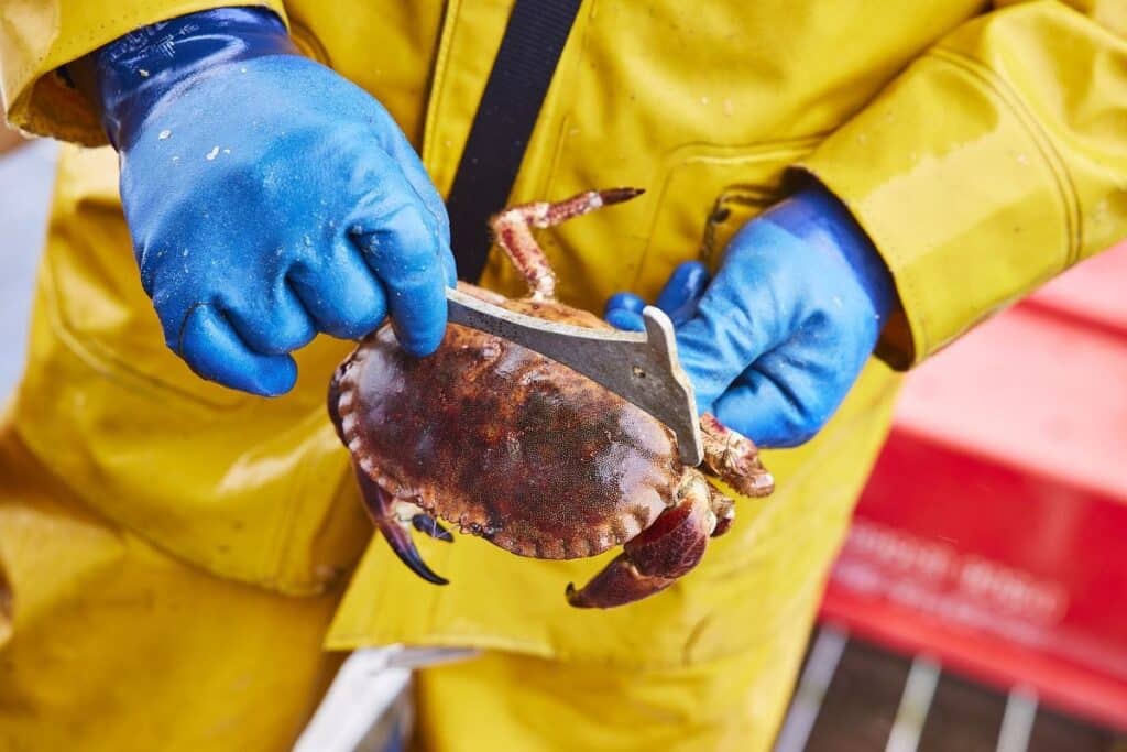 Measuring a crab