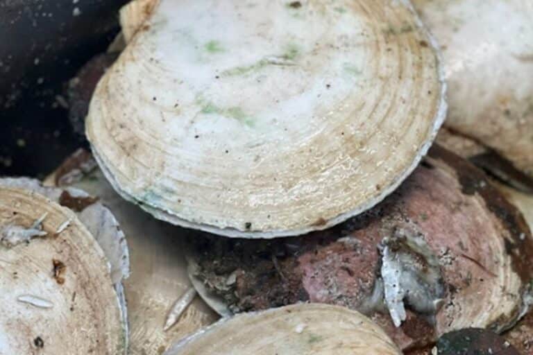 Scallops
