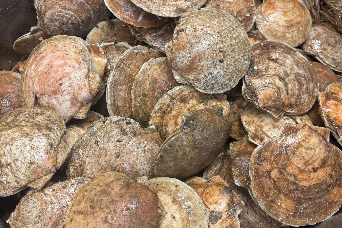 Scallops ready for shucking