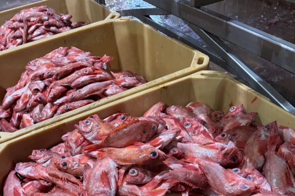 Crates filled with red fish
