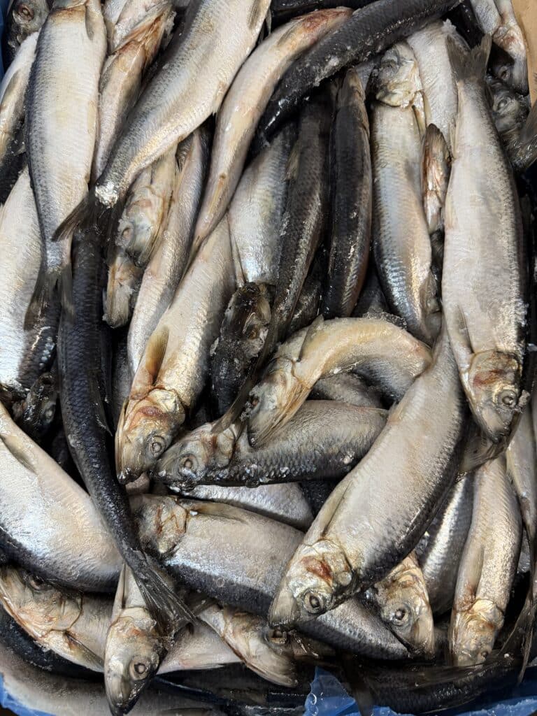 herring5